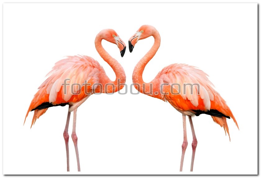 Любовь фламинго