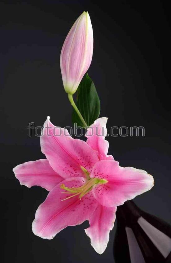Натюрморт с вазой розовых лилий