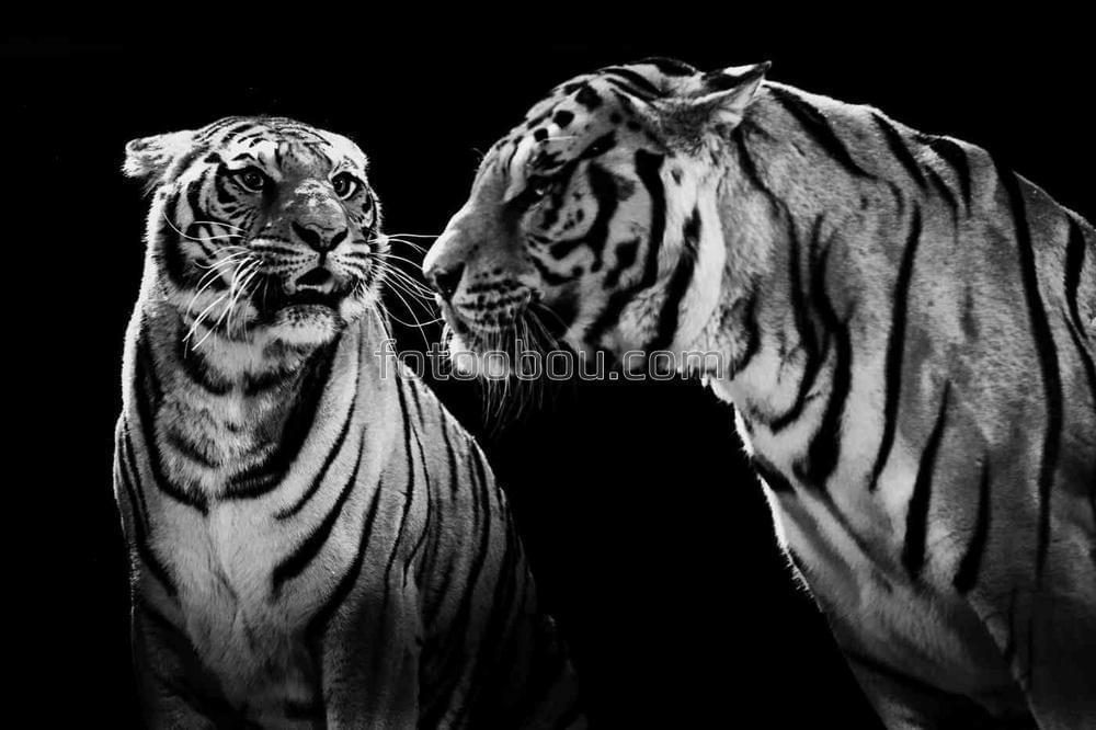 Белые тигры на черном фоне