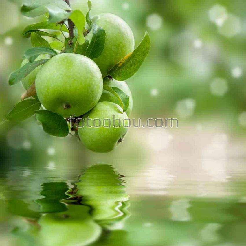 Зеленые яблоки над водой