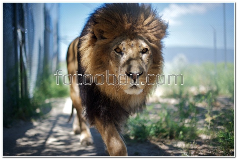 Грациозная походка льва