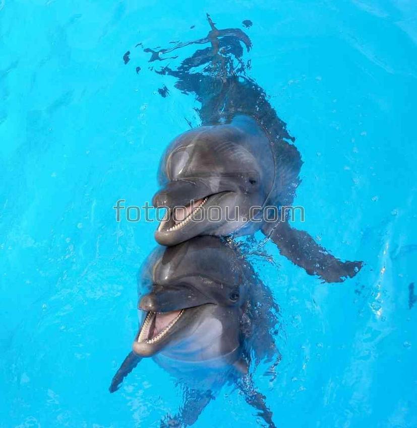 Два дружелюбных дельфина