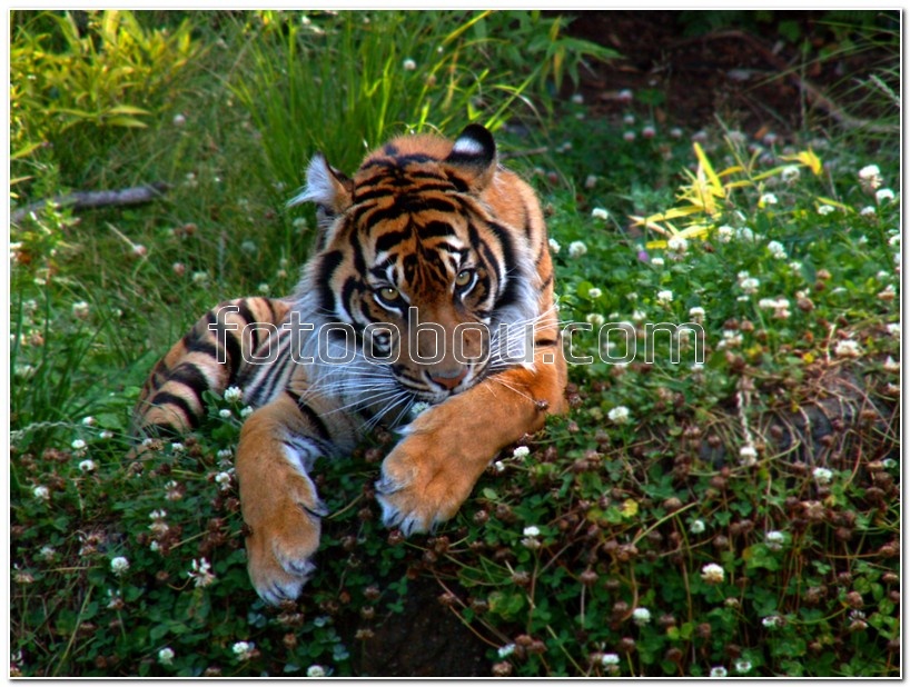 Тигр на цветочной полянке
