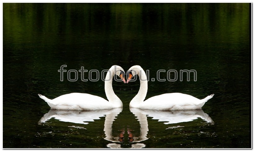 Два влюбленных лебедя на воде