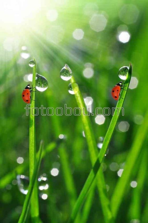 Две букашки в зеленой траве