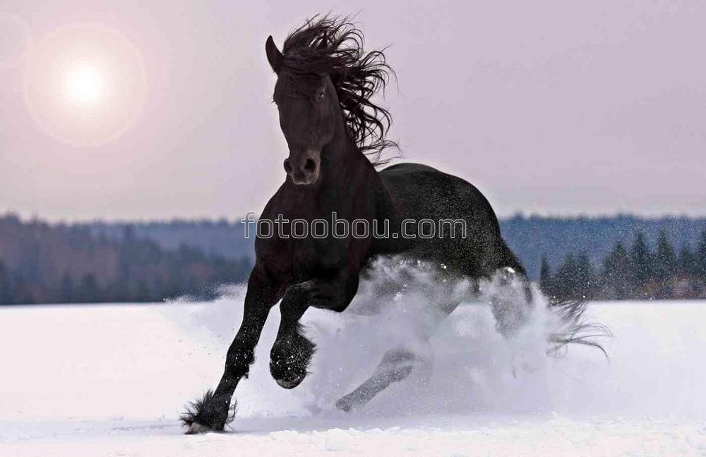 Дикий конь на снежном поле