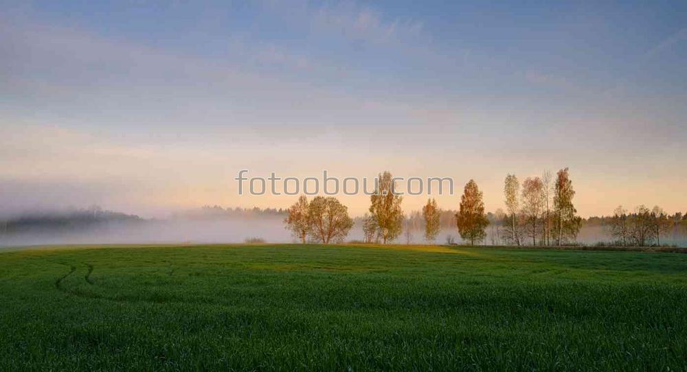 Трава на поле в тумане