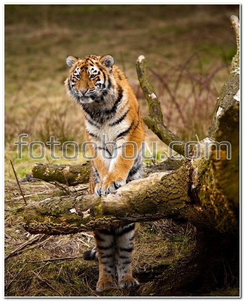 Тигр на дереве
