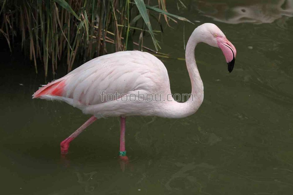 Розовый фламинго охотится в воде