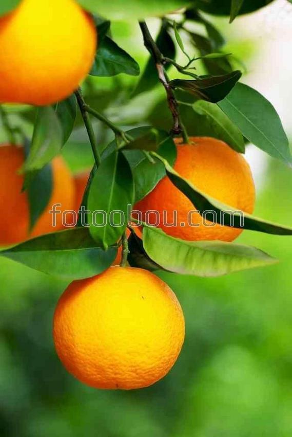 Плоды апельсинового дерева 