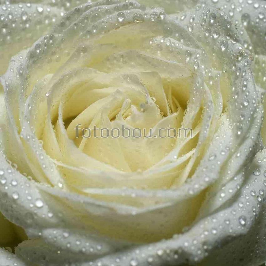 Белая роза в каплях росы