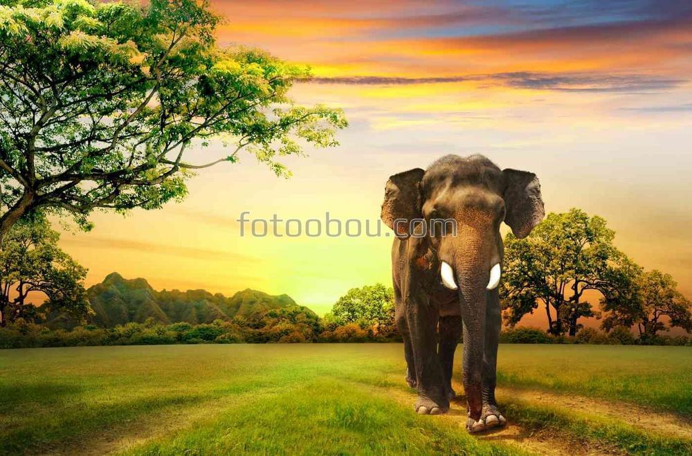 Слон в лучах рассвета