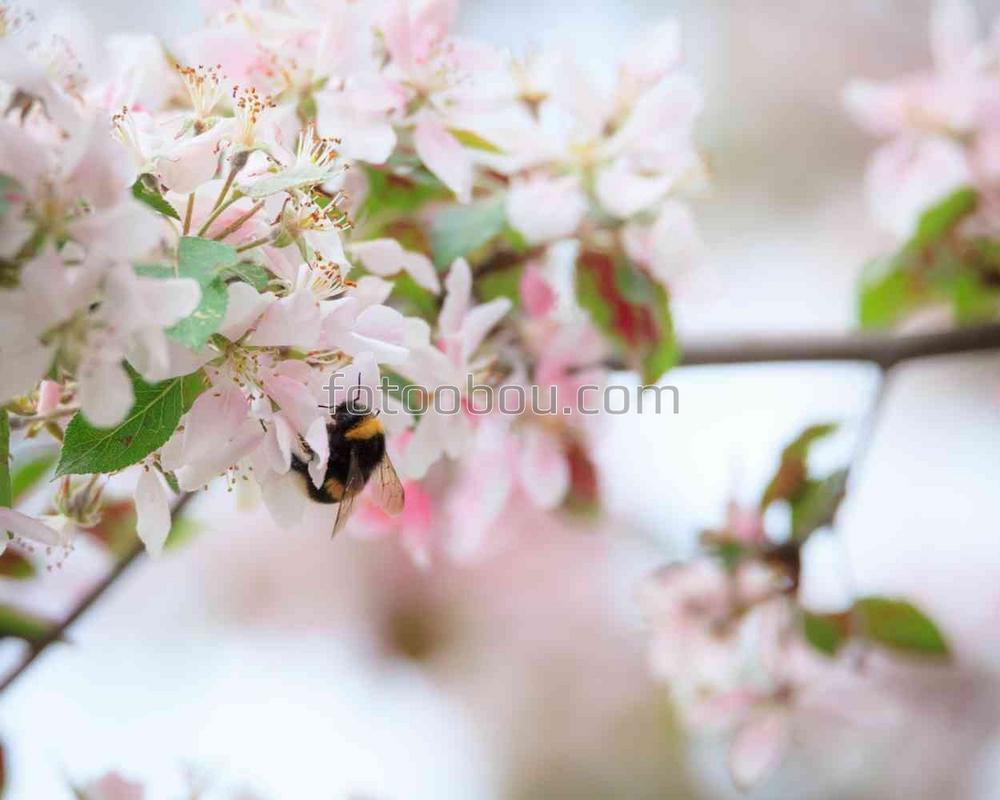 Пчела на цветке сакуры