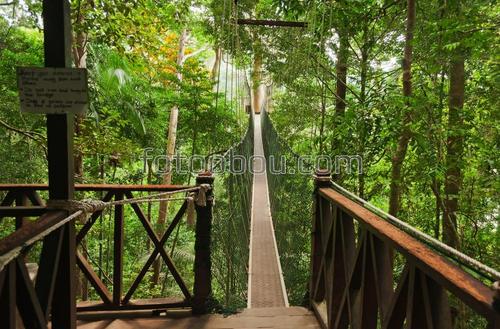 мост, мостик, джунгли, лес, деревья