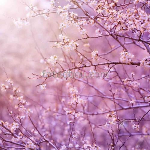 Сакура, цвет, япония, цветы, природа