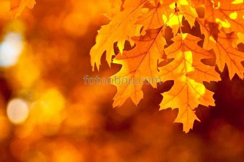 листья, фотофокус, клен, осень, листопад