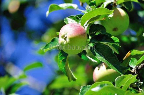 природа, яблоки, фрукты, листья, ветки