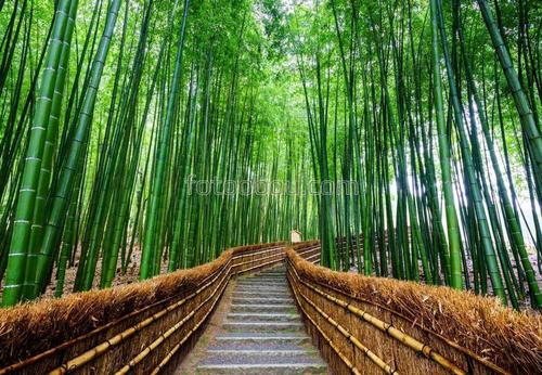 дорога, тропинка, ступеньки, бамбук, ветки, деревья
