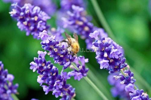 цветы, природа, лаванда, пчела