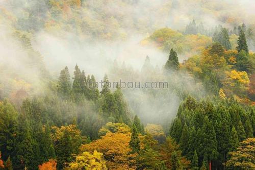природа, туман, лес, осень