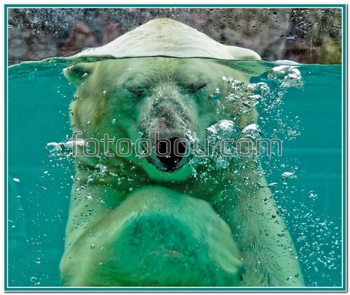 животные, белый медведь, вода, пузыри, лапа,под водой