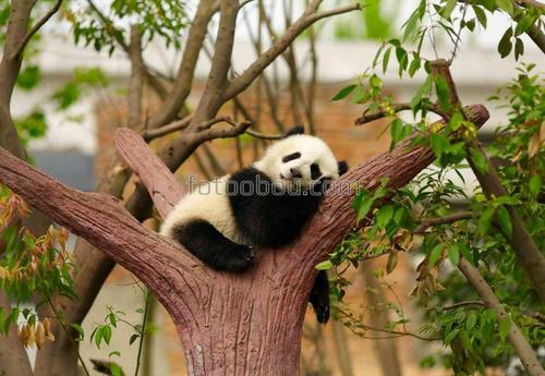 панда, дерево, животные, природа