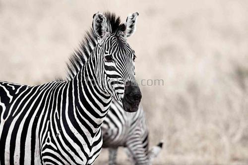 зебра, природа, животные