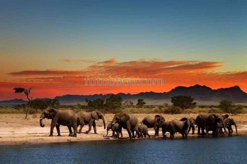 животные, природа, саванна, слоны, африка, сафари