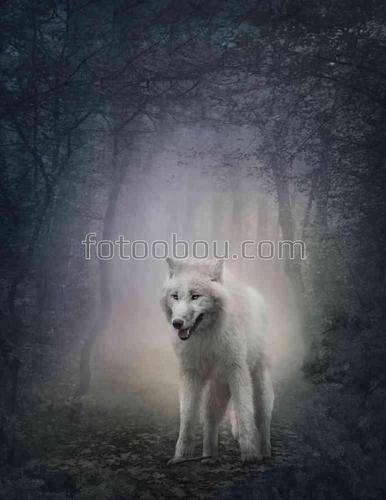 волк, природа, лес, туман