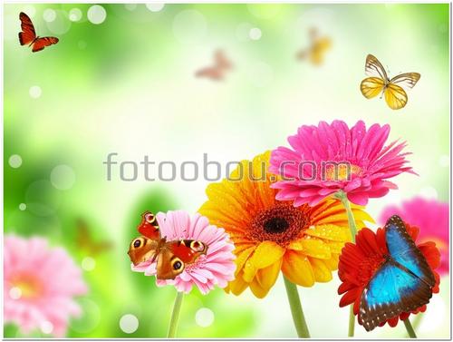 цветы, герберы, бабочки, трава, лето, яркие,