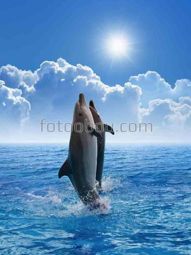животные, дельфины, море, солнце, природа