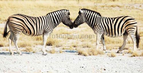 зебры, природа, животные, знакомство