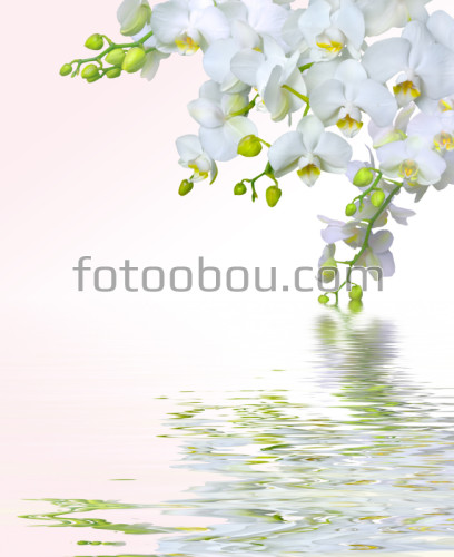 орхидеи, цветы, цветок, орхидеи над водой, вода