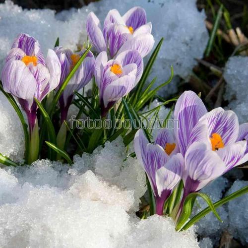 природа, весна, крокус, снег, цветы