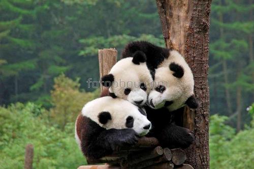 животные,  природа, панда, дерево, лес, семья