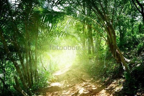 природа, джунгли, пальмы, дорога, солнце