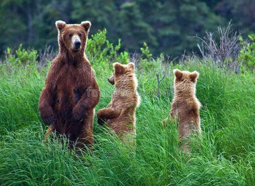 медведи, животные, природа, трава