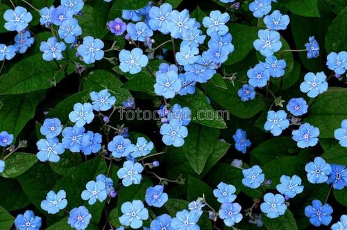 синие цветы ,листья ,букет 