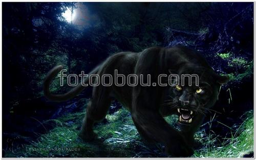 зверь, хищник, пантера, ночь, джунгли