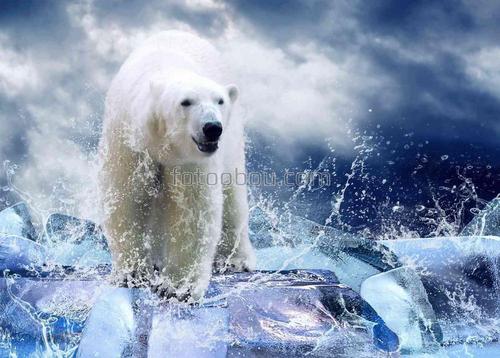 медведи, животные, природа, снег, лед