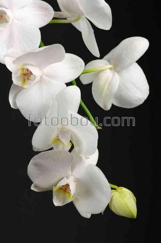 орхидеи, ветка, природа, цветы