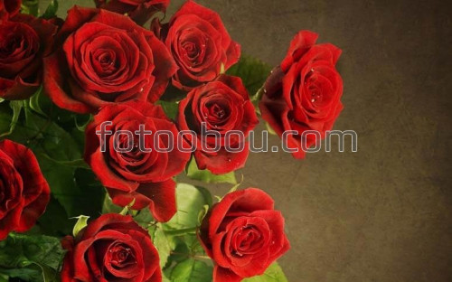 Фотообои красные розы