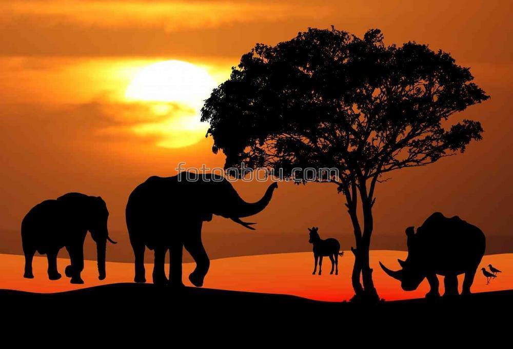 Закат в африканской дикой природе
