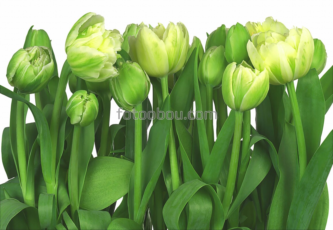 Тюльпаны зеленые 
