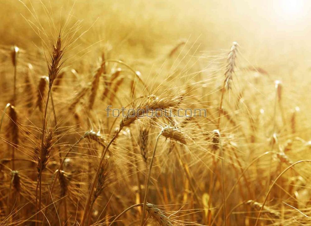 Пшеница в лучах рассвета
