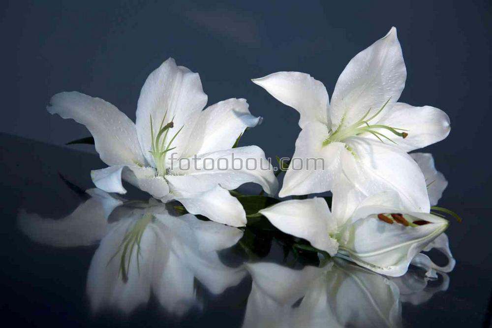 Белые цветы лилии на сером фоне