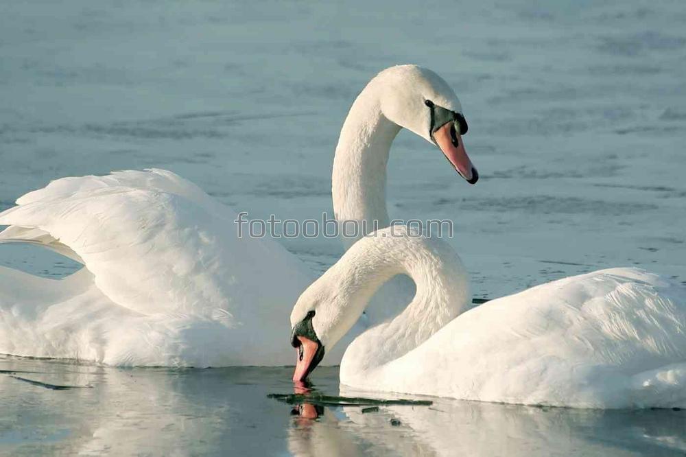 Два лебедя на замерзжшем озере