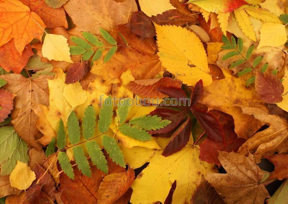 Красочные осенние листья
