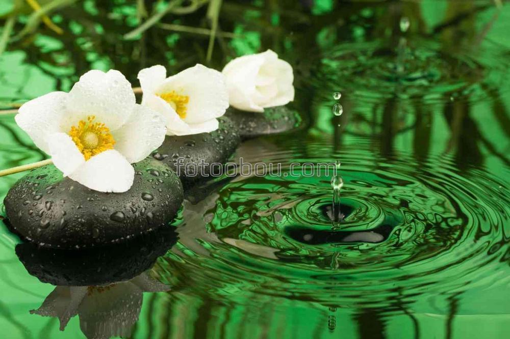 Три камня и цветы на воде
