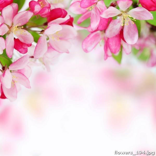 Цветы над розовой дымкой
